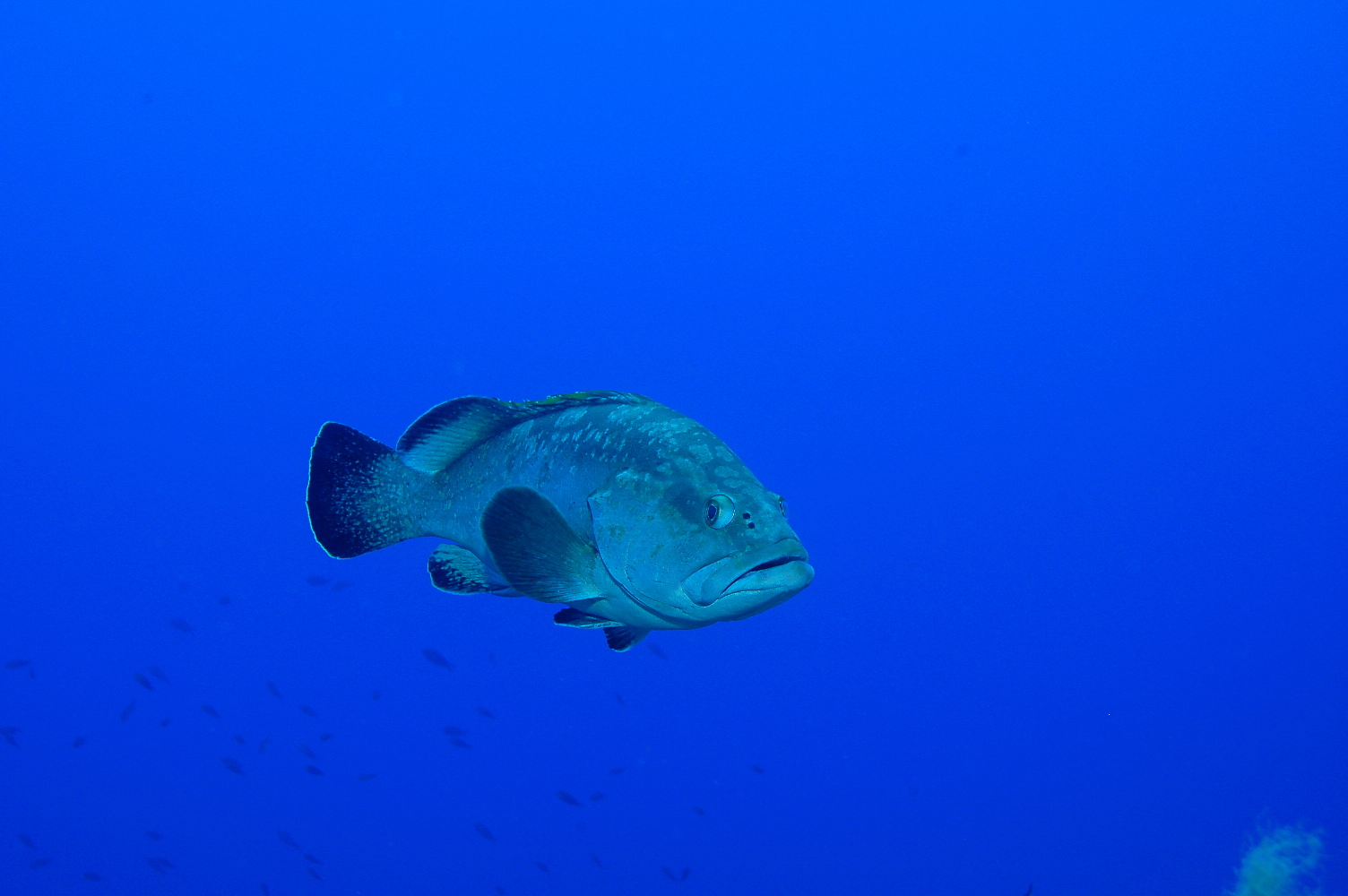 Scandola_2010_07_035_r
