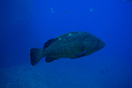 Epinephelus_marginatus_01