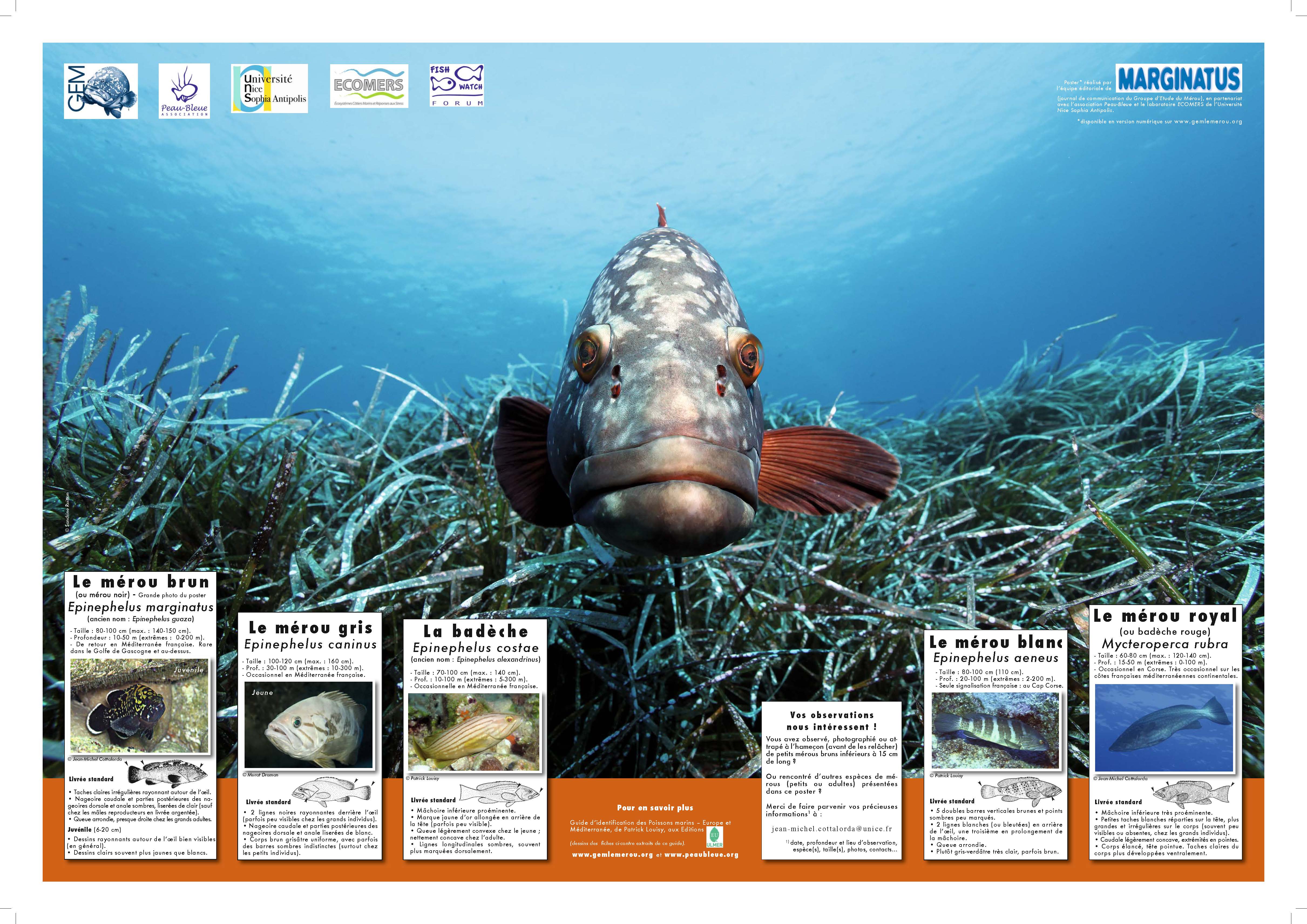 Poster-MARGINATUS-5-especes