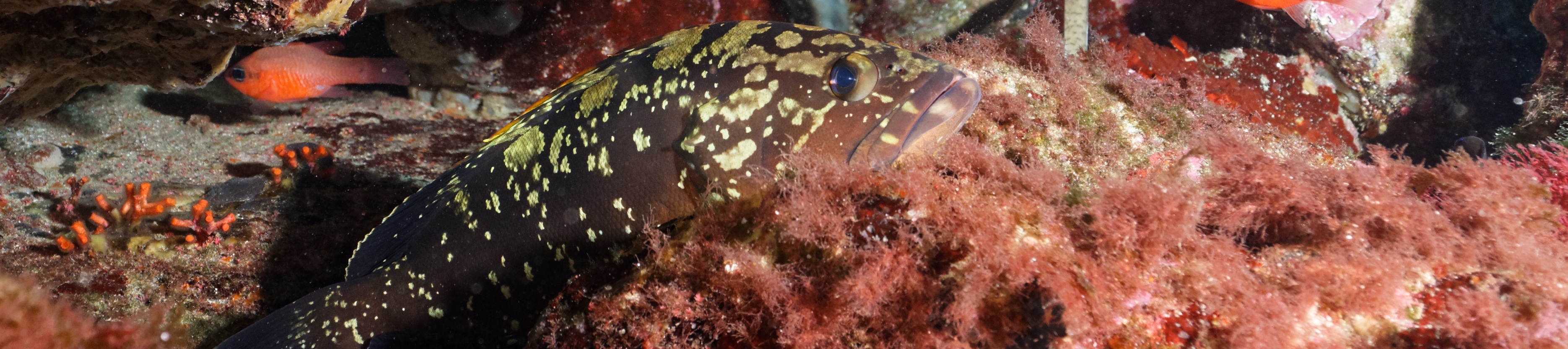 Mérou juvénile 20 cm  - Photo Sandrine Ruitton