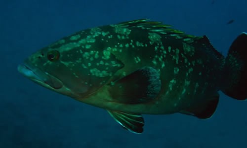 meroubrunepinephelusmarginatus5